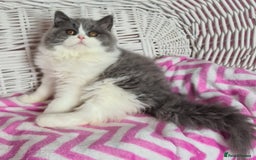 British Longhair cats for sale: Tica registered British Longhair Lady Rehome - Image 19