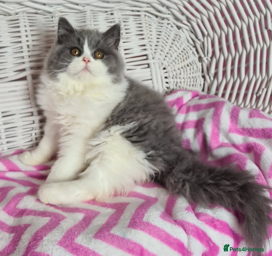 British Longhair cats for sale: Tica registered British Longhair Lady Rehome - Image 19