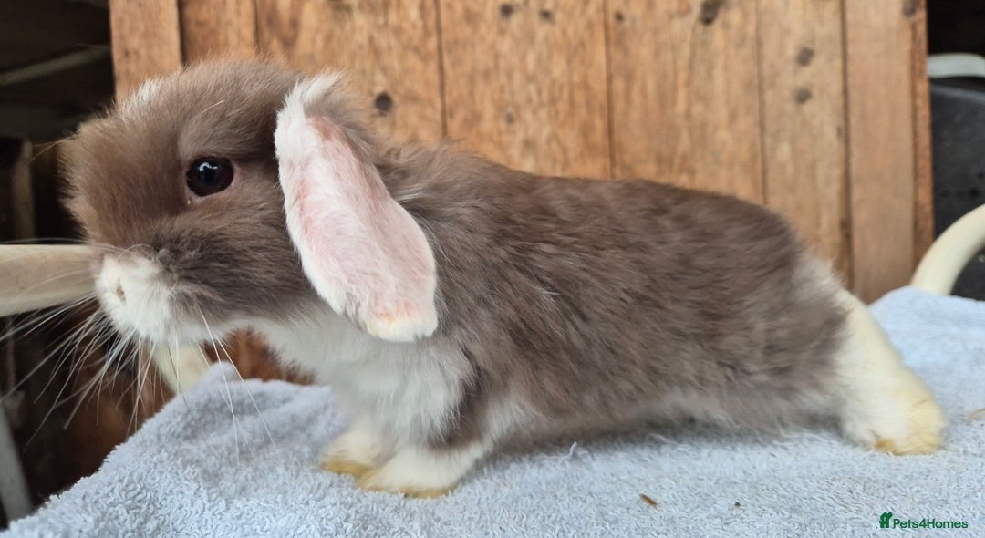 Mini Lop rabbits for sale:  blue split mini lop buck and  baby mini lop boys  - Image 5