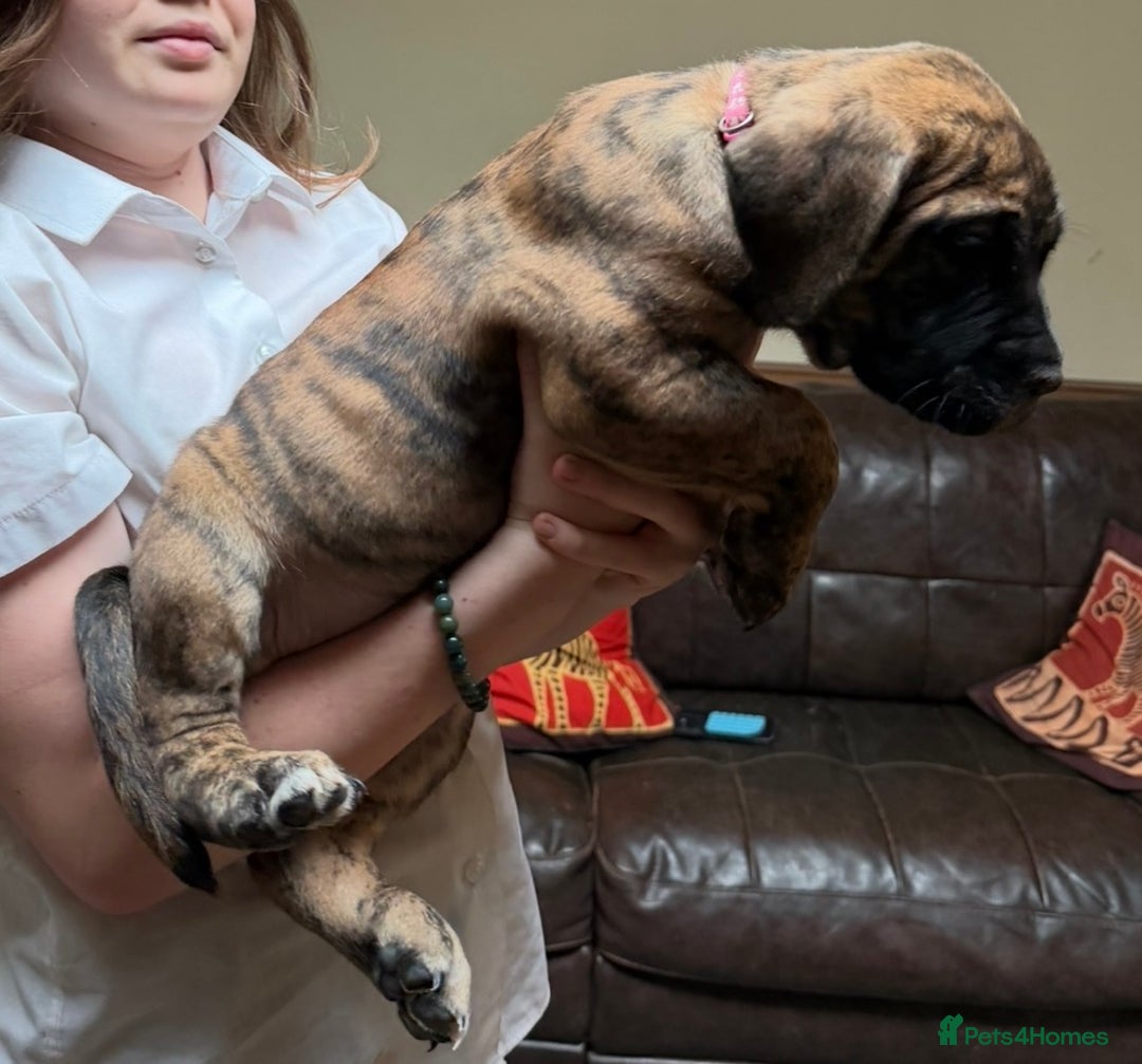 Boerboel dogs for sale: Ysterberg line Boerboel puppies  - Advert 4