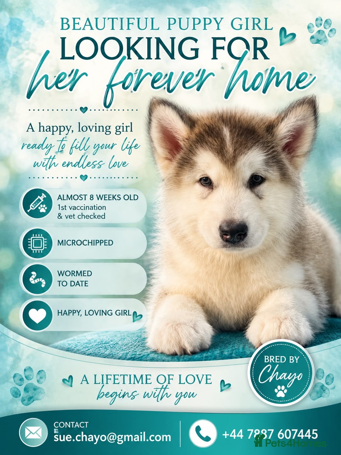 Alaskan Malamute dogs One beautiful girl available  - Advert 2