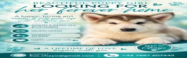 Alaskan Malamute 2