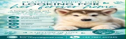 Alaskan Malamute dogs for sale: One beautiful girl available  - Advert 2