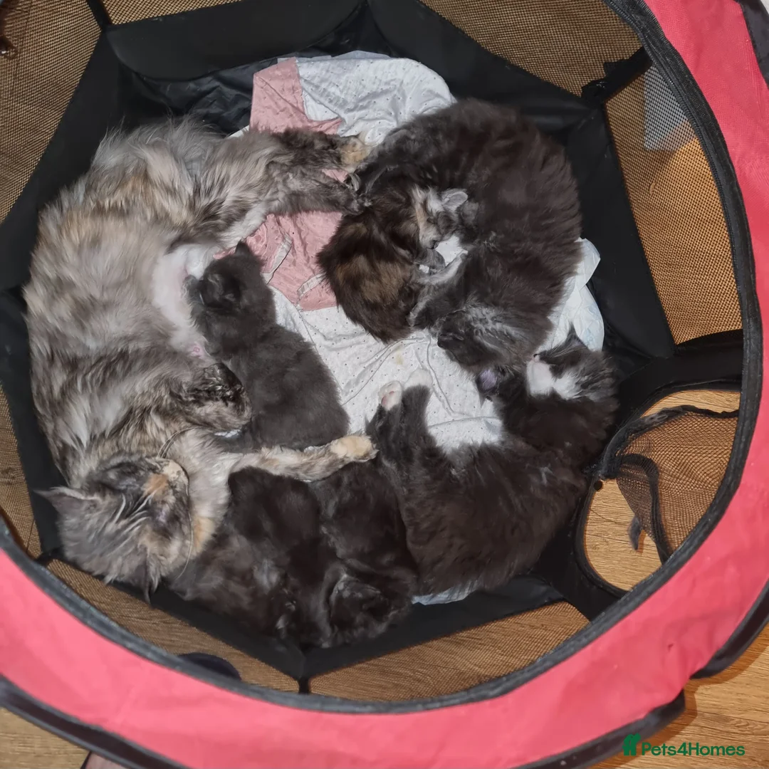 Maine Coon cats for sale: Gorgeous TICA register kittens - Advert 2