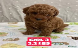 Poodle dogs for sale: Toy Poodle puppies ready soon - Image 2