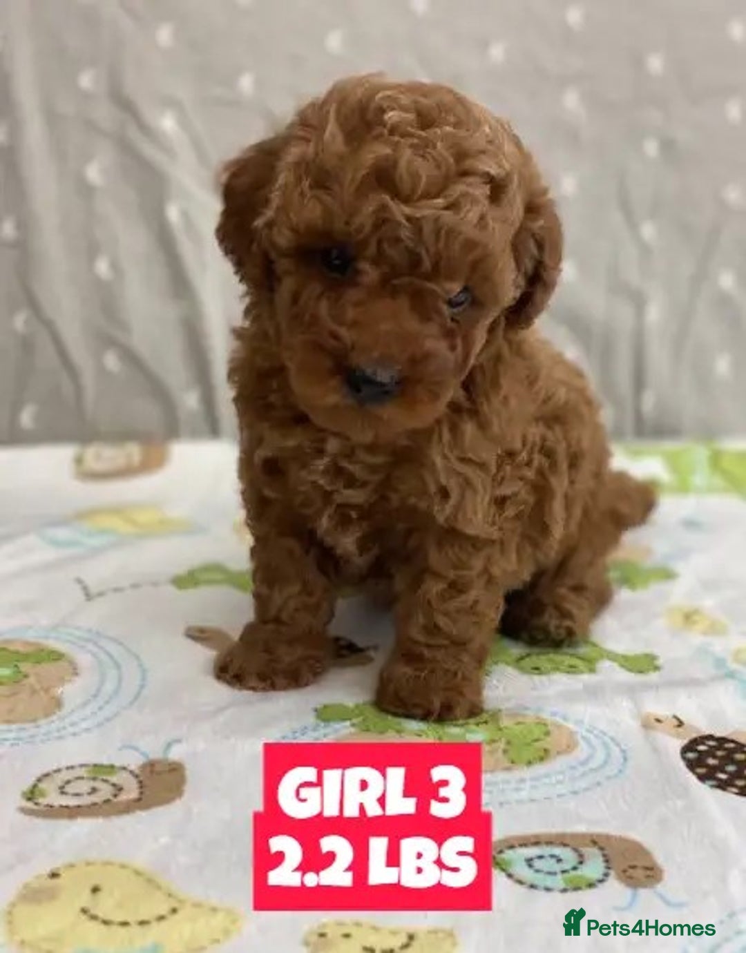 Poodle dogs for sale: Toy Poodle puppies ready soon - Image 2