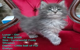 Maine Coon cats for sale: HIGH SILVER EHITE  GIRL ✨TICA REG BREEDER - Image 31