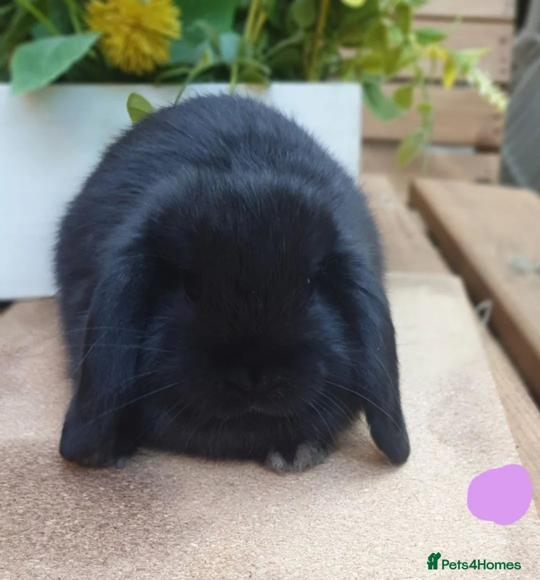 Mini Lop rabbits for sale: 2 gorgeous purebred minilops  - Advert 4