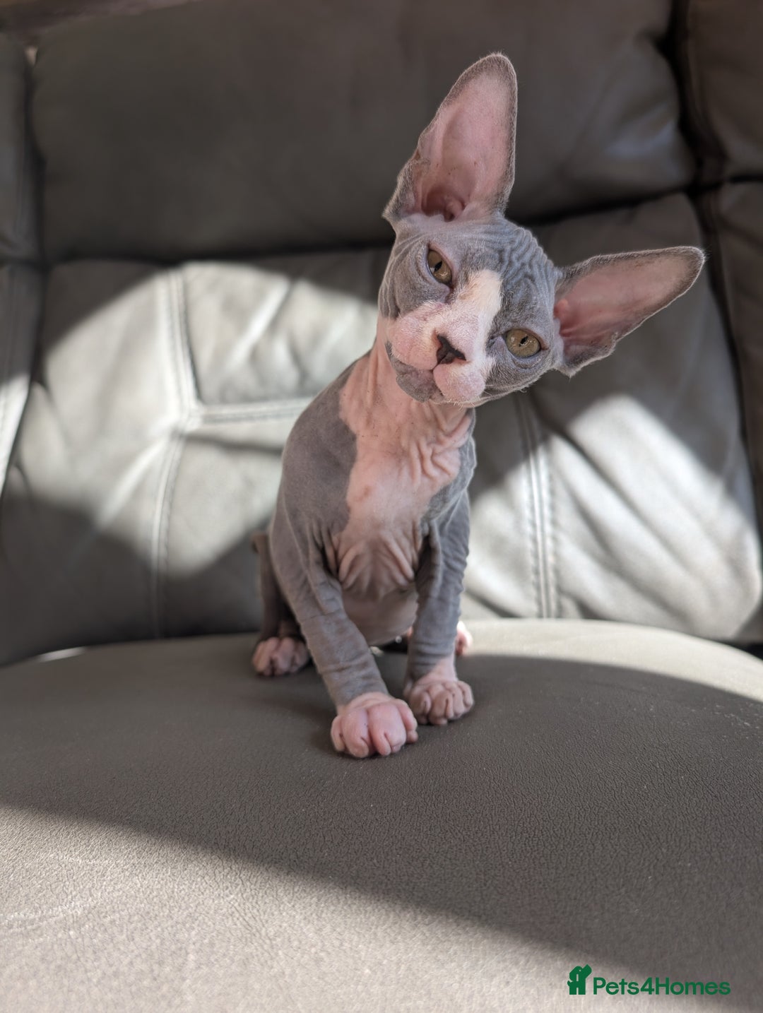 Sphynx cats for sale: Last sphynx kitten! - Image 4