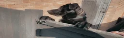 Sheprador dogs for sale: Oreo  - Advert 8