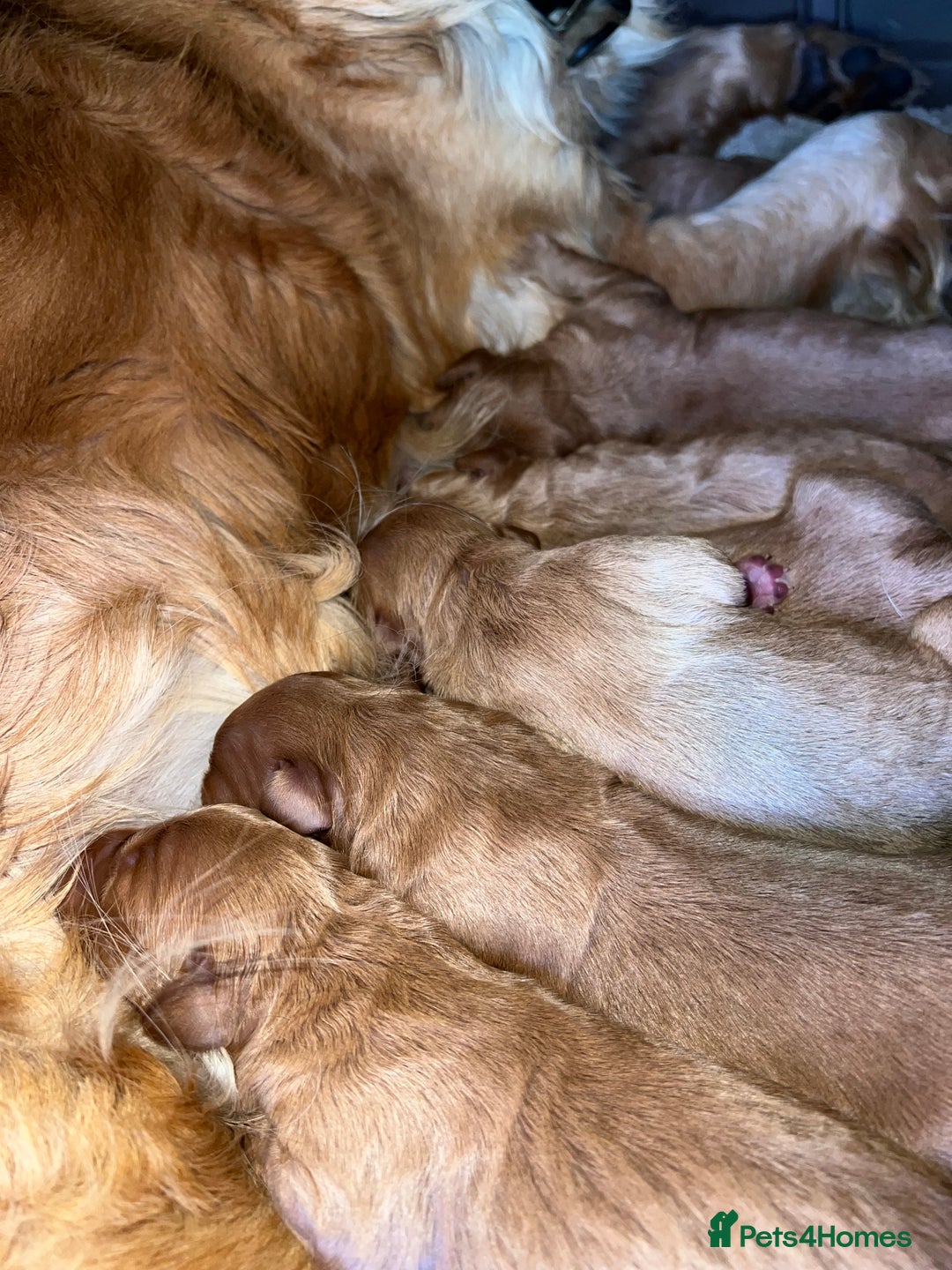 Mini Goldendoodle dogs for sale: Mini GoldenDoodle Puppies - Image 3