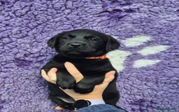 Labrador Retriever dogs for sale: KC Registered Labrador Retrievers 🖤💛 - Image 4