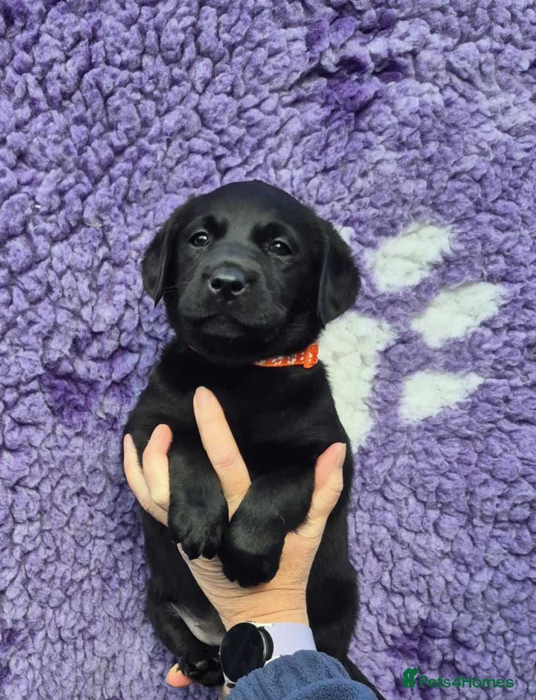 Labrador Retriever dogs for sale: KC Registered Labrador Retrievers 🖤💛 - Image 4