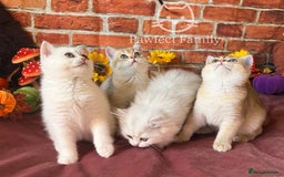 British Shorthair cats for sale: Superb pedigree show quality kittens - Image 2