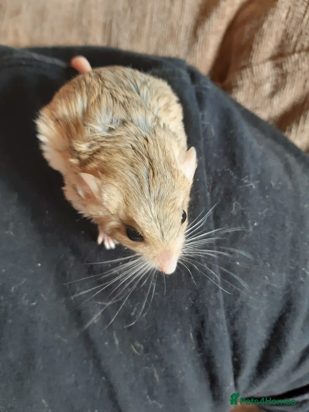 Gerbil rodents for sale: Baby duprasi/ fat tailed gerbils  - Advert 11