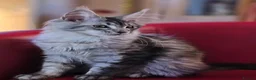 Maine Coon cats for sale: BEAUTIFUL MAINE COON KITTENS FOR SALE - Advert 22