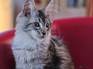 Maine Coon cats BEAUTIFUL MAINE COON KITTENS FOR SALE - Advert 2