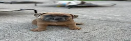 Olde English Bulldogge dogs for sale: Olde English bulldog 5 gen of health genetic clear - Advert 7