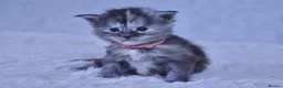 Maine Coon cats for sale: Maine coon kittens 5 ⭐ homes only  - Advert 6