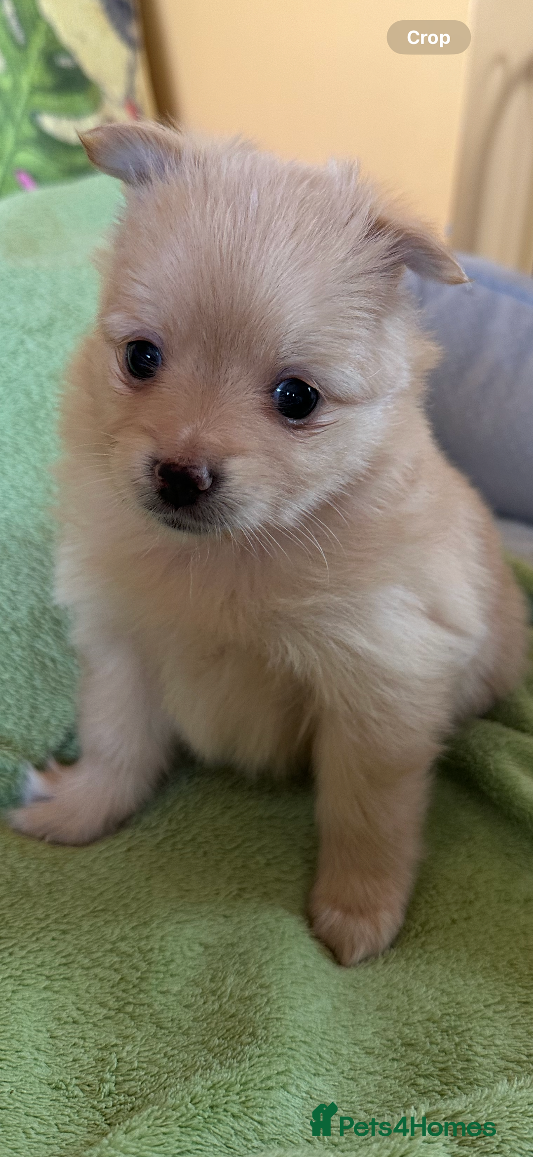 Pomsky dogs for sale: Amazing pomsky puppies - Advert 12