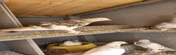 Pigeons birds for sale: Turkish pigeon for sale  - Advert 2