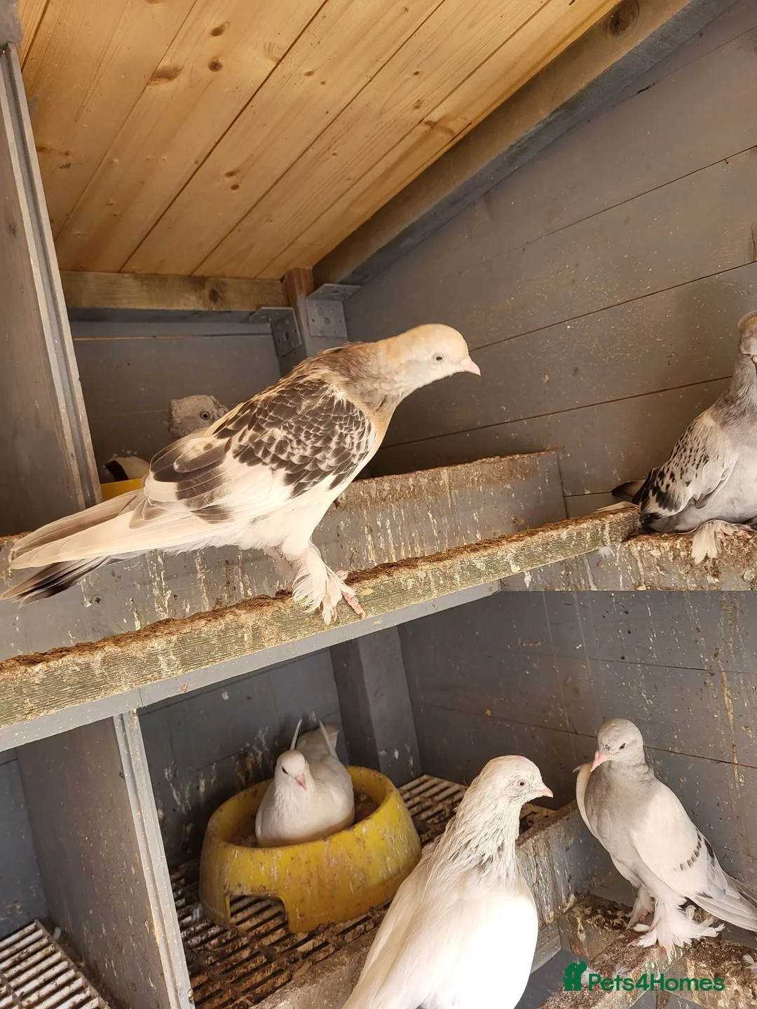 Pigeons birds for sale: Turkish pigeon for sale  - Advert 2
