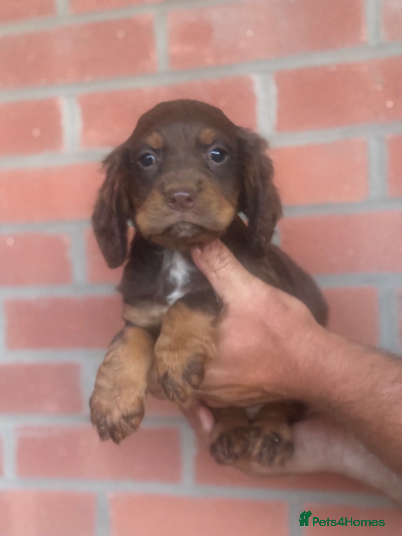 Cocker Spaniel dogs  Cocker spaniel puppys - Advert 2