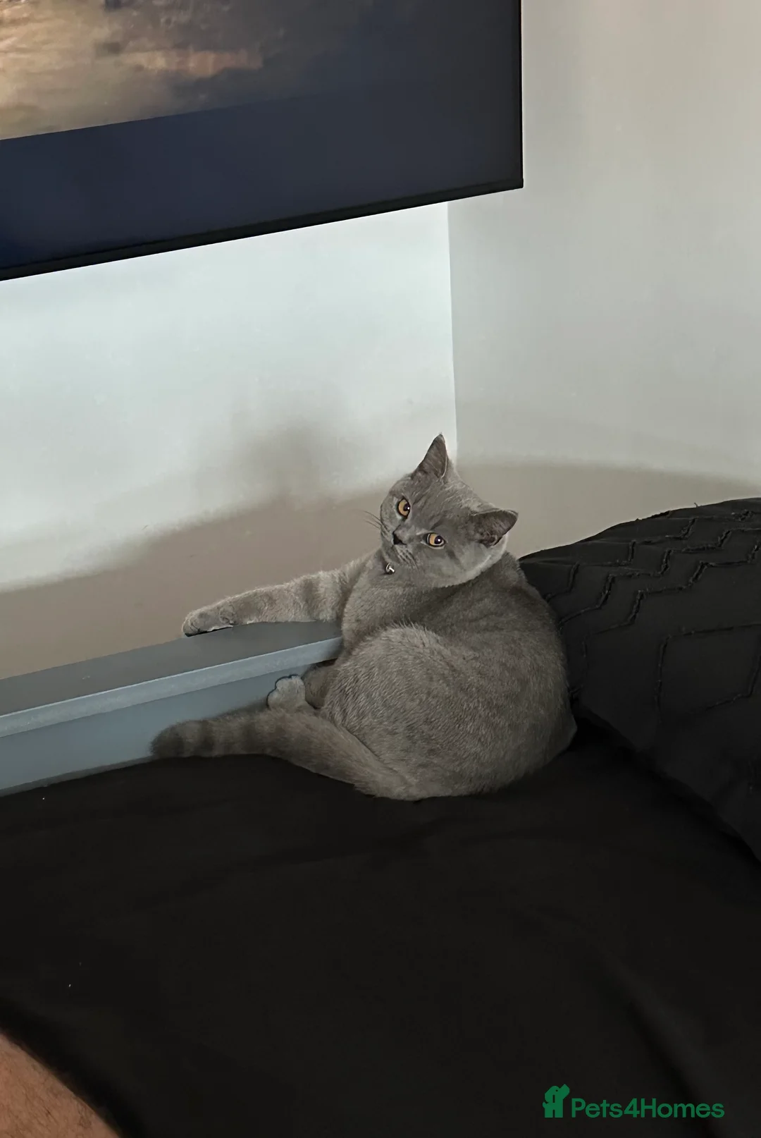 British Shorthair cats for stud: British Shorthair male available for stud in Crawley - Advert 4