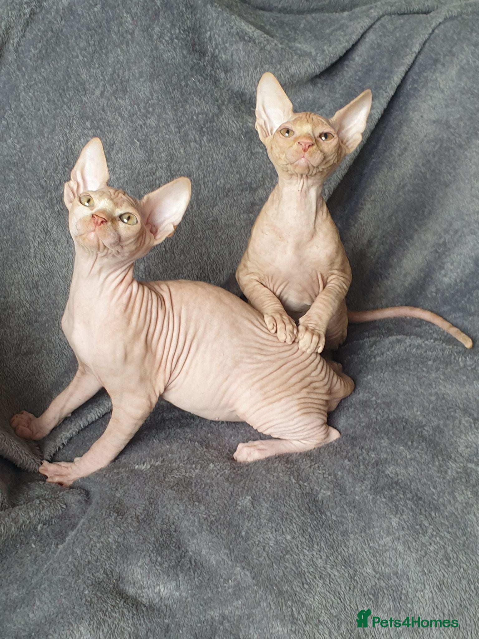 Sphynx cats Sphynx babies ready now - Advert 7