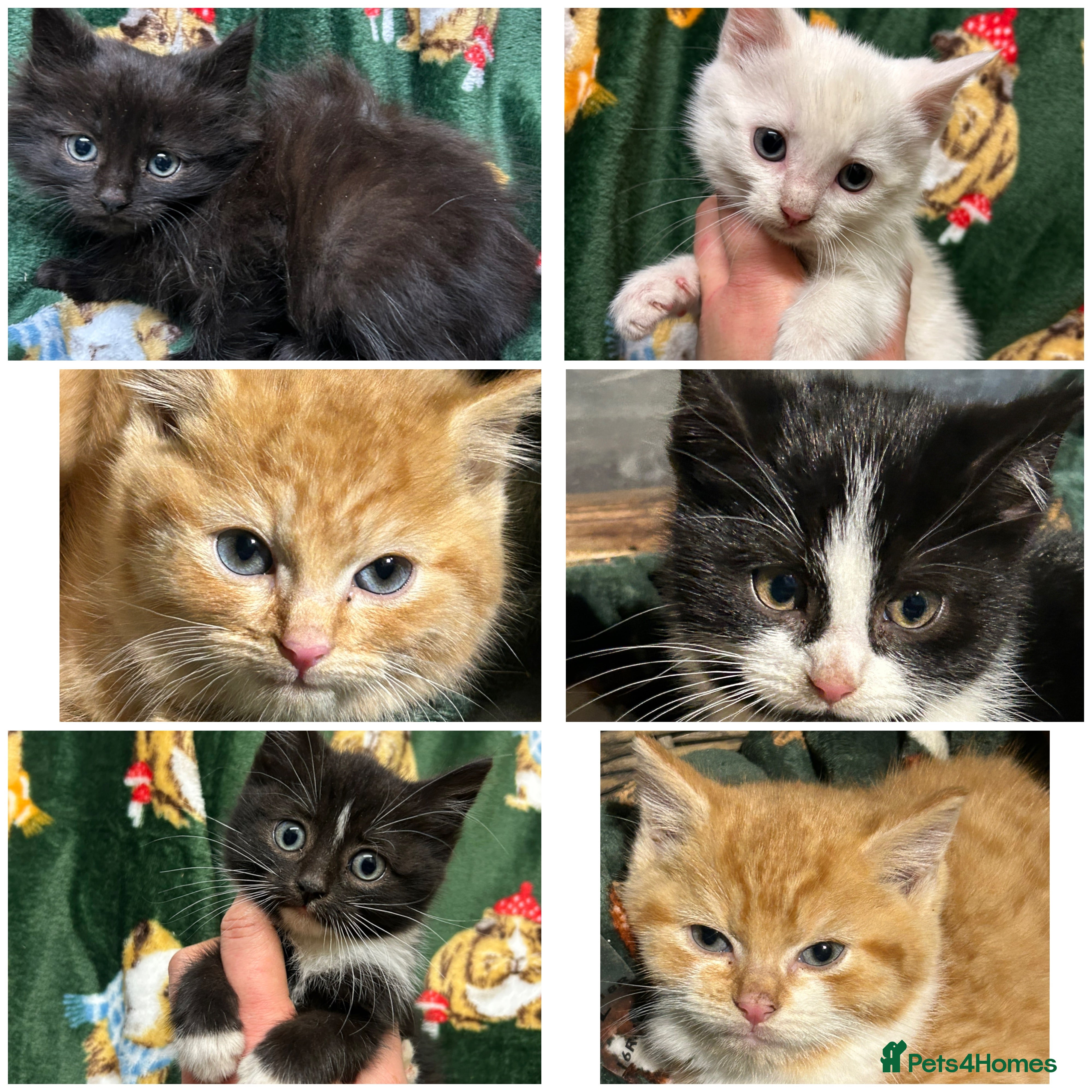 Mixed Breed cats Beautiful Healthy Kittens Ready now  - Advert 5