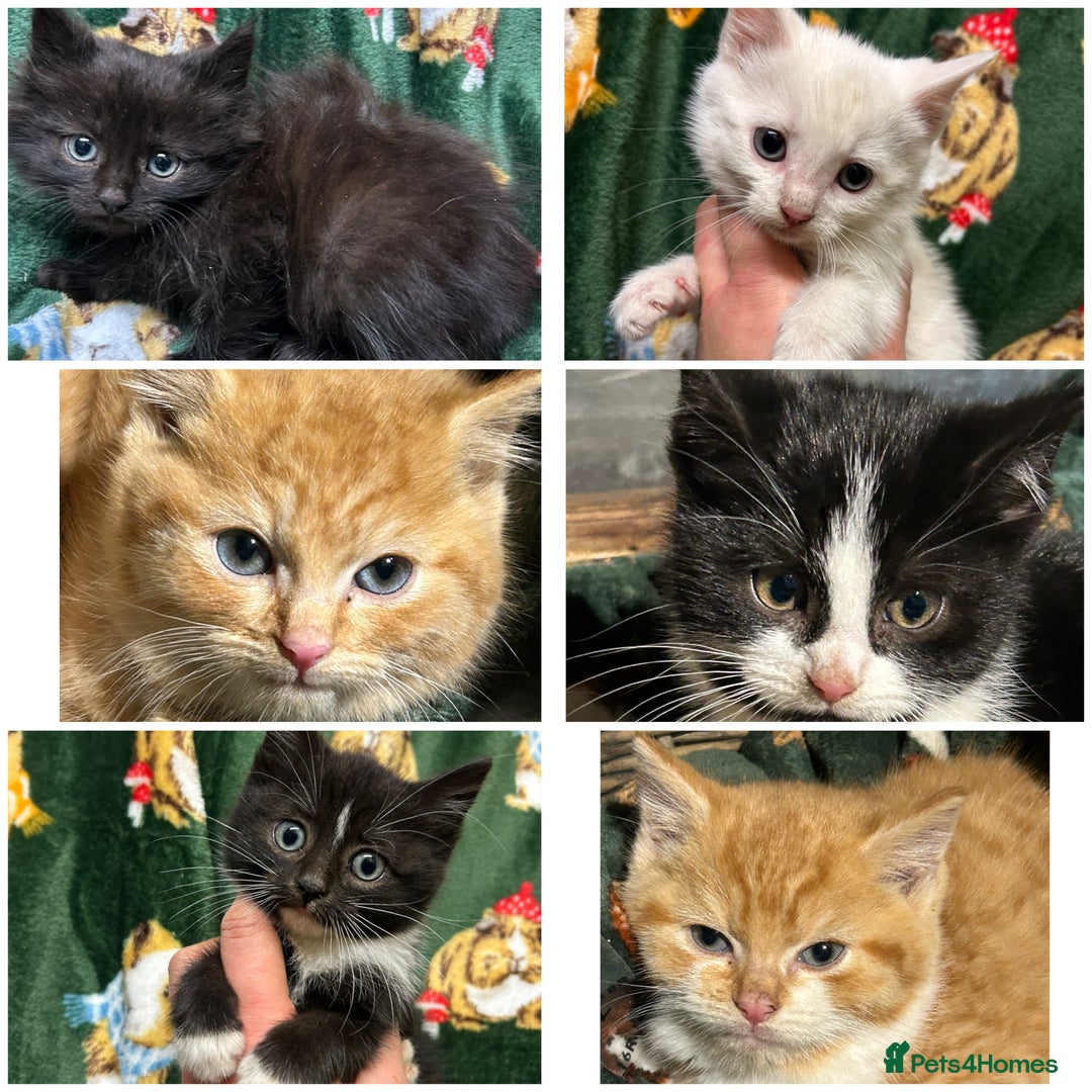 Mixed Breed cats for sale: Beautiful Healthy Kittens Ready now  - Advert 1