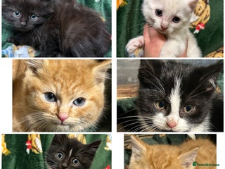 Mixed Breed cats Beautiful Healthy Kittens Ready now - Advert 2