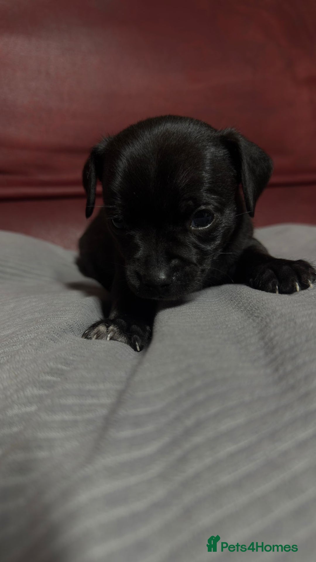 Chihuahua dogs for sale: Chihuahua Boys  - Image 13