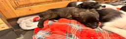 Mixed Breed dogs for sale: Collie x American bulldog  - Advert 13