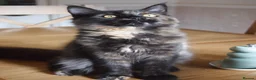 Maine Coon cats for sale: 3 maine coon kittens ready in Bury - Advert 20