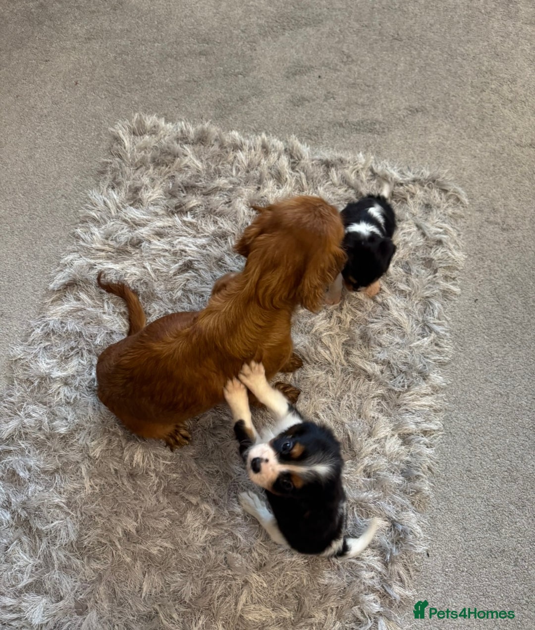 Cavalier King Charles Spaniel dogs for sale: Health tested cavalier King Charles  - Advert 9