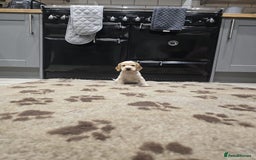 Cocker Spaniel dogs for sale: Show Cocker Spaniel  - Image 21