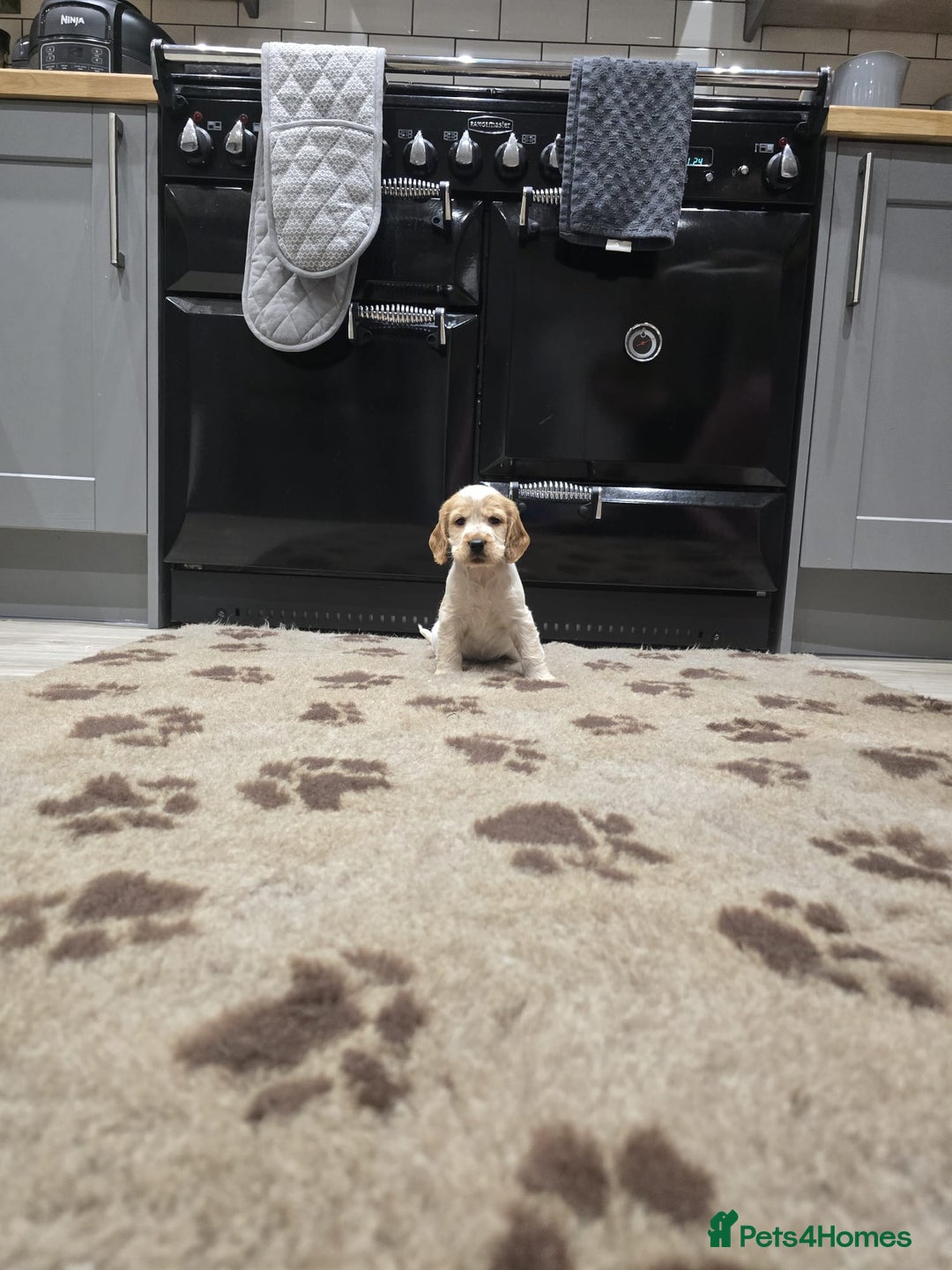 Cocker Spaniel dogs for sale: Show Cocker Spaniel  - Image 21