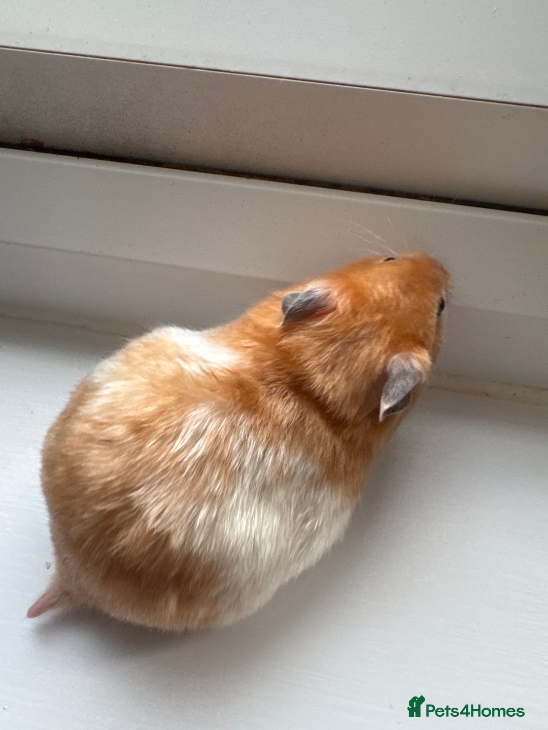 Hamster rodents for sale: Baby syrian hamsters males and females - Advert 2