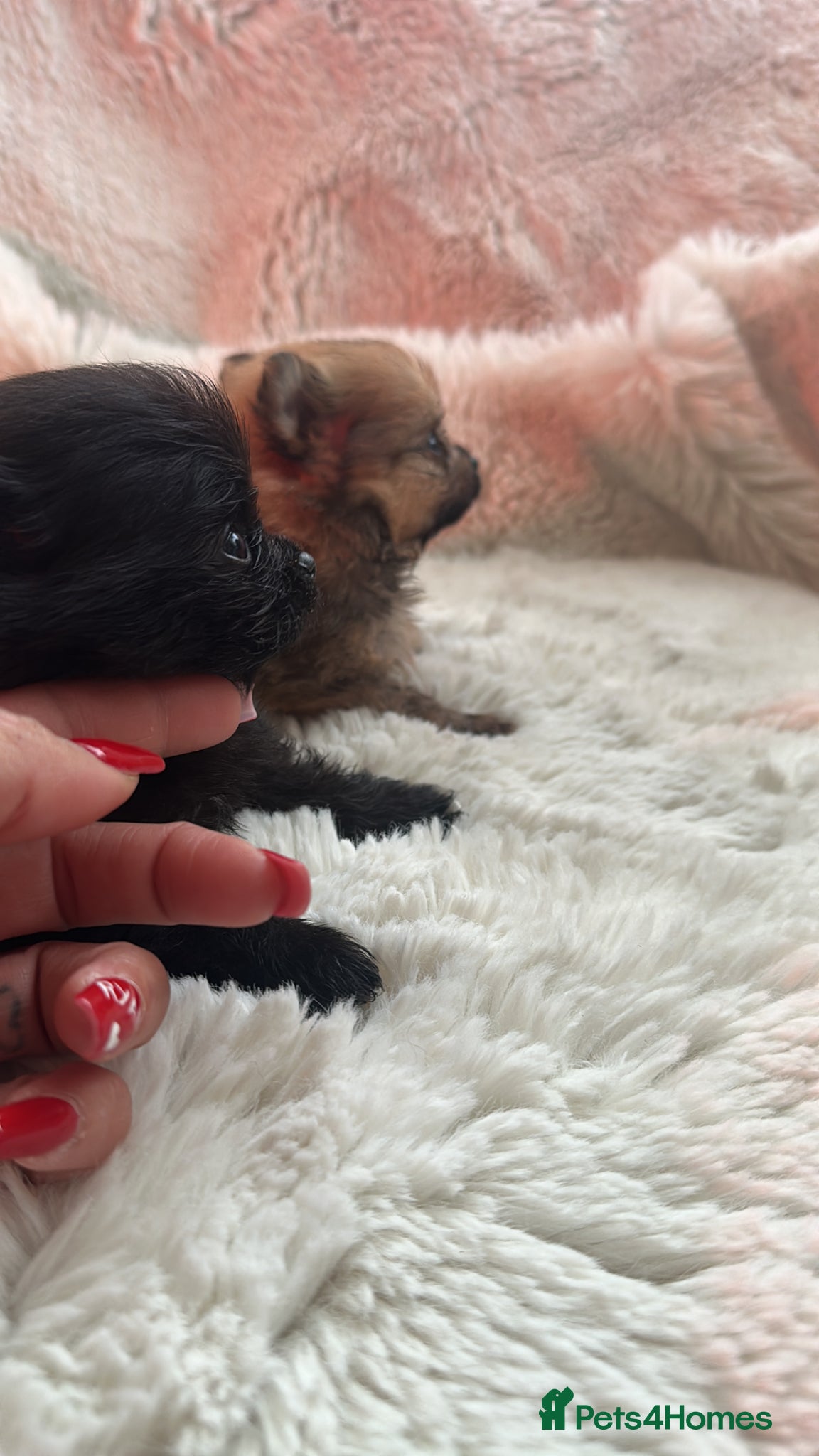 Pomeranian dogs for sale: Russian/Taiwan Pomeranian puppies in Wolverhampton - Advert 8