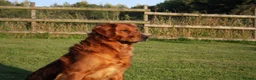 Golden Retriever dogs for stud: FULLY HEALTH TESTED Dark Golden Retriever stud dog in Newark - Advert 1