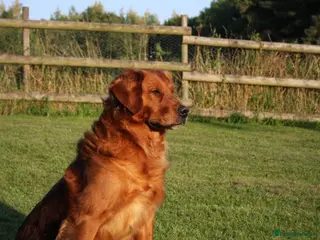 Golden Retriever dogs FULLY HEALTH TESTED Dark Golden Retriever stud dog in Newark - Advert 20