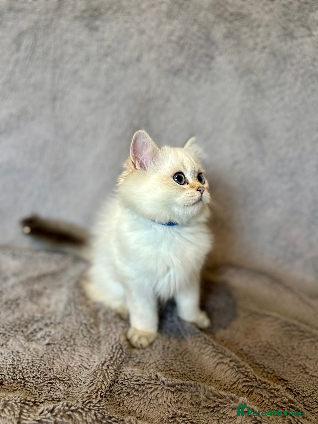 British Shorthair cats for sale: *READY NOW* TICA registered BSH kittens - Image 14