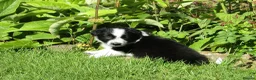 Border Collie dogs for sale: 5 Beautiful Border Collie Puppies  - Advert 13