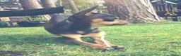 Chihuahua dogs for sale: Pedigree Teacup Chihuahua for Rehoming  - Advert 7