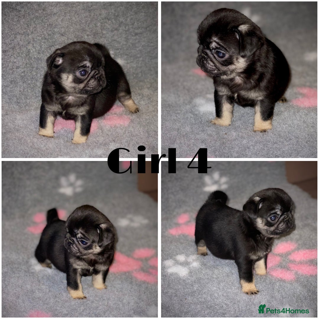 Pug dogs for sale: Beautiful Pug Puppies  - Advert 5