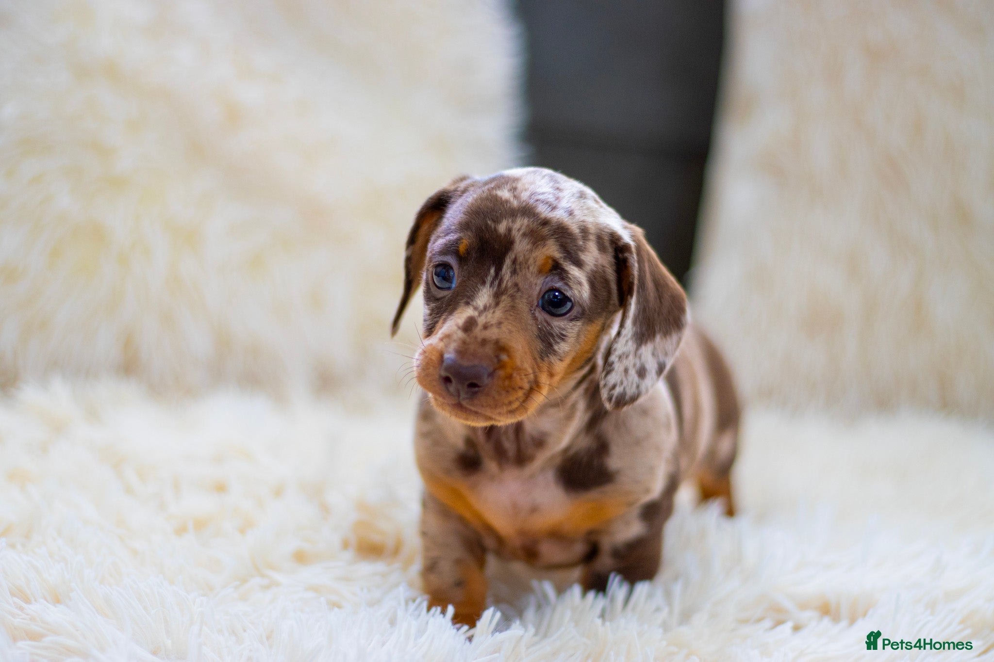 Miniature Dachshund dogs Miniature dachshund puppies  - Advert 11