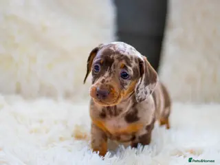 Miniature Dachshund dogs Miniature dachshund puppies - Advert 11