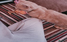 British Shorthair cats for sale: Biscuit - Image 3