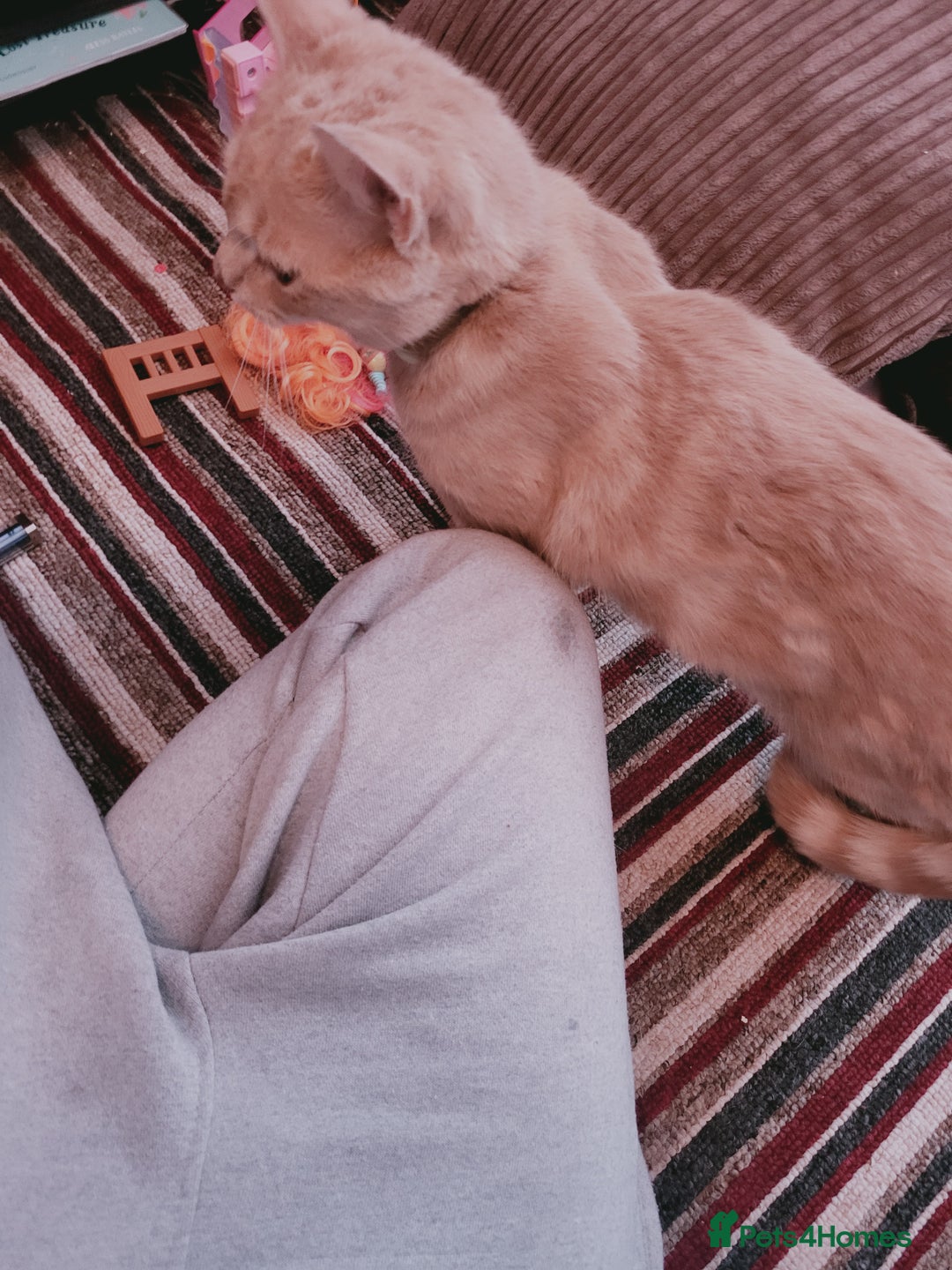 British Shorthair cats for sale: Biscuit - Image 3